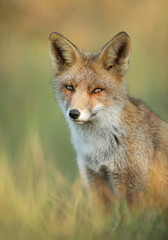 Naklejka na ściany i meble Close up of a red fox sitting in grass