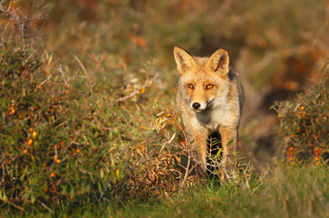 Close up of a red fox in autumn