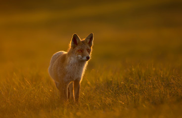Naklejka na ściany i meble Close up of a Red fox at sunset