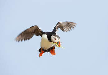 Atlantic puffin in flight with nesting material in the beak