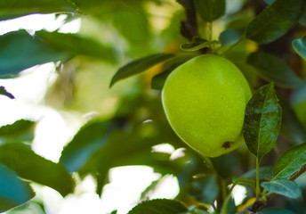 Fresh Green Apples hanging in tree at apple farm 