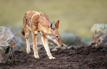 Close up of a rare and endangered Ethiopian wolf