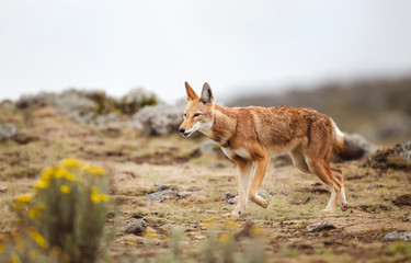 Close up of a rare and endangered Ethiopian wolf