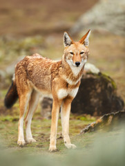 Fototapeta premium Close up of a rare and endangered Ethiopian wolf