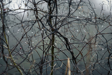 background, drops of water on the branches of a bush in heavy fog