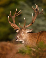 Close-up of an injured red deer stag during rutting season in autumn