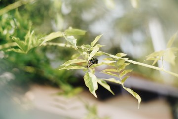 Fototapeta premium Insetos juntos no galho de árvore