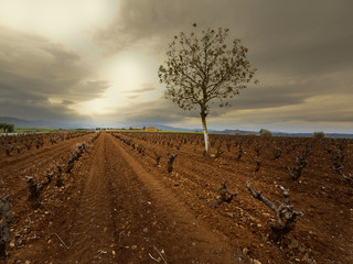 Fototapeta premium Arbol viña 01