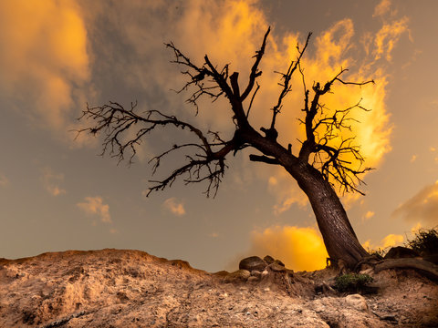 Arbol Piojo 01