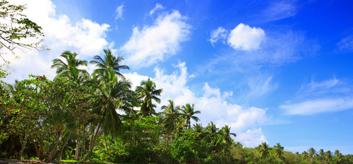 Fototapeta na wymiar Coconut palm trees on blue sky and sunlight.
