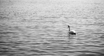 Beautiful black and white scene of elegant swan floating in lake for background with copy space