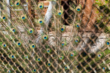peacock feathers