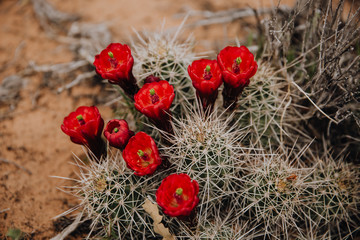 Cactus dans le désert d'Arizona