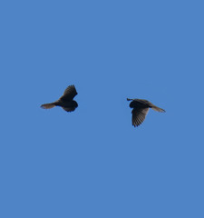 Falco in volo