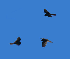 Falco in volo
