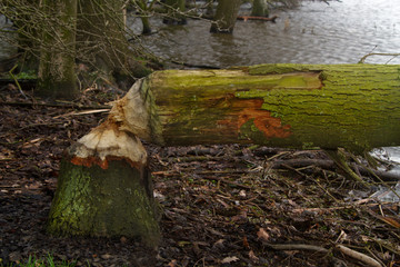 Tree in a wetland, felled by an Eurasian beaver