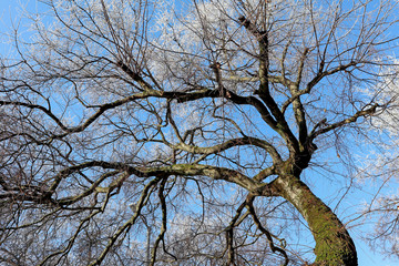 Tree against sky in winter time
