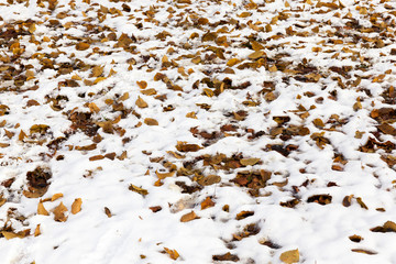 yellow leaves on snow