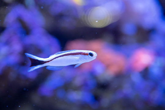 Skunk Tilefish..(Hoplolatius marcosi) swimming in Reef Tank