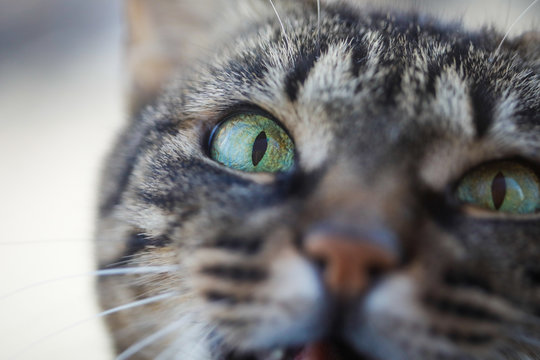 Macro image with the eye of a domestic european shorthair cat