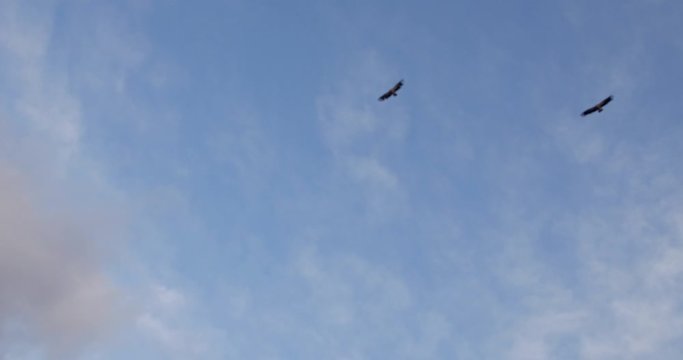 Flock of Griffon vulture flying together at Tibetan sky burial ceremony against blue sky.