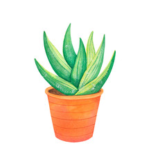 A watercolor illustration of aloe sprout in a orange pot on a white background