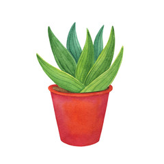 A watercolor illustration of aloe sprout in a red pot on a white background