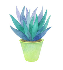 A watercolor illustration of aloe sprout in a yellow pot on a white background