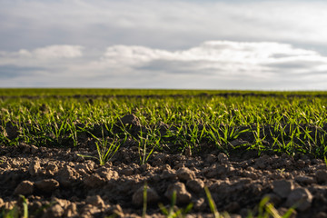 Young wheat seedlings growing on a field in autumn. Young green wheat growing in soil. Agricultural proces. Close up on sprouting rye agriculture on a field sunny day with blue sky. Sprouts of rye.