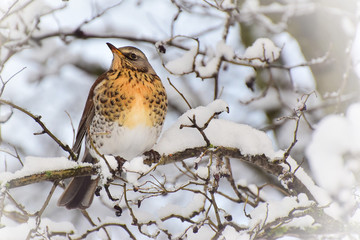 A bird sitting among the snowy branches