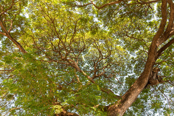 Fototapeta premium Natural big tree background image