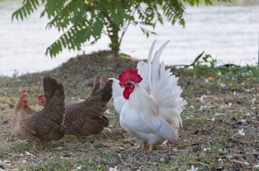 White bantam on the lawn