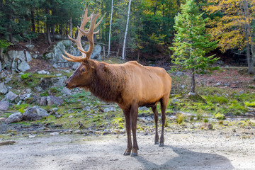 Magnificent red deer with horns