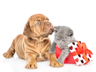 Obraz premium Mastiff puppy and kitten inside gift box lie together. isolated on white background