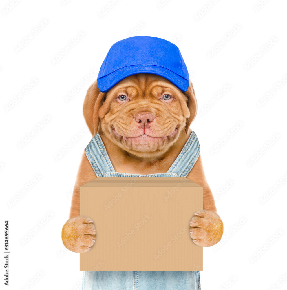 Poster smiling puppy wearing a blue cap and overalls holds big box. isolated on white background