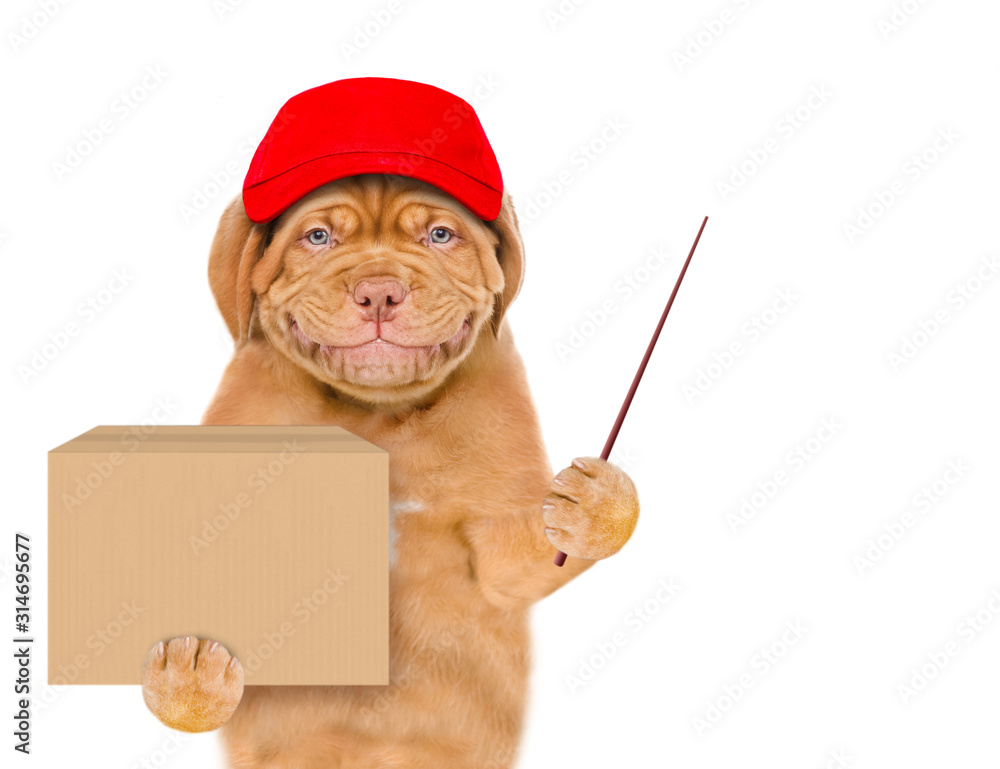 Poster Smiling puppy wearing a red cap holds big box and points away on empty space. isolated on white background