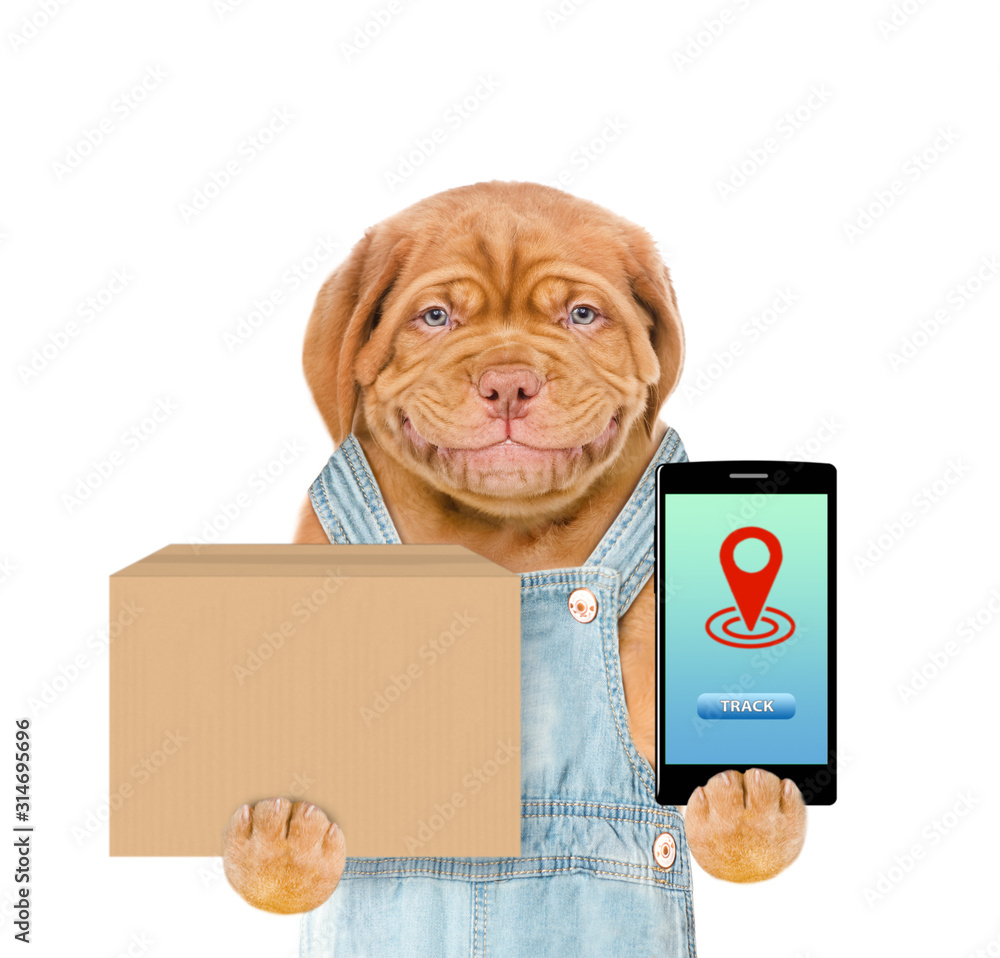 Poster smiling puppy holds smartphone and big box. isolated on white background