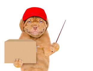 Smiling puppy wearing a red cap holds big box and points away on empty space. isolated on white background