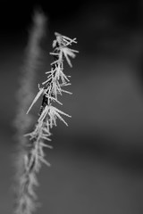 Vertical image of lifeless frozen tree branches on a cold winter day close up macro shot in black and white.