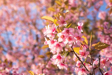 Pink Wild Himalayan cherry flowers (Thailand's sakura or Prunus cerasoides), known as Nang Phaya Sua Khrong in Thai at Phu Lom Lo mountain, Loei, Thailand.