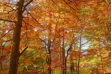 traumhafte Laubfärbung im Wald