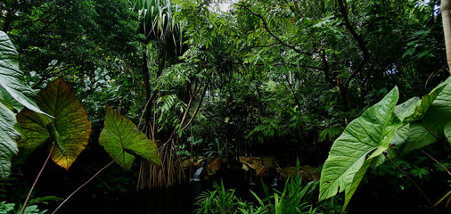 Trees in Singapore botanics