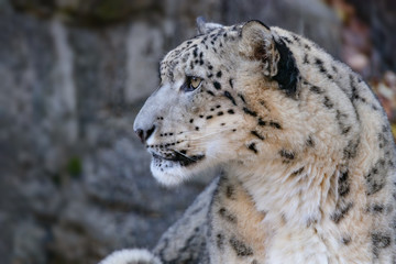ユキヒョウ