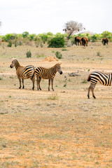 Fototapeta na wymiar Group of Zebras in the Savannah