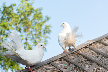 White bantam on the roof