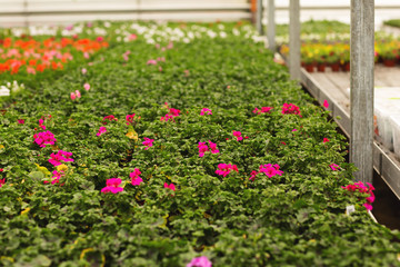 Greenhouse rows of pelargonium plants in springtime, ready for export
