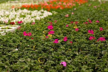 Greenhouse rows of pelargonium plants in springtime, ready for export