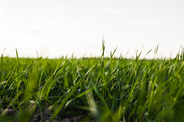 Young wheat seedlings growing on a field in autumn. Young green wheat growing in soil. Agricultural proces. Close up on sprouting rye agriculture on a field sunny day with blue sky. Sprouts of rye.