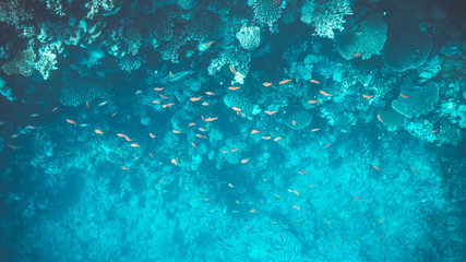 Coral Reef at the Red Sea,Egypt. Underwater landscape with fish and reefs.