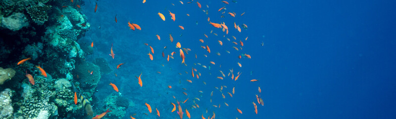 Coral Reef at the Red Sea,Egypt. Underwater landscape with fish and reefs.